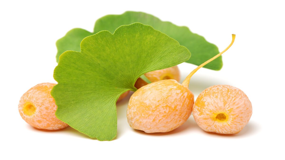 Ginkgo Biloba benefits