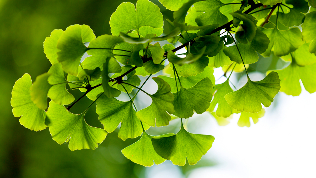 ginkgo Biloba leaf